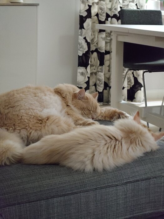 Två fluffiga katter ligger nära varandra och sover på en soffa i ett vardagsrum med blommig gardin i bakgrunden.