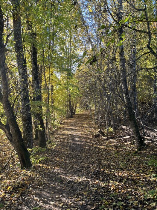 Stig genom lövskog täckt med fallna löv under en solig höstdag.