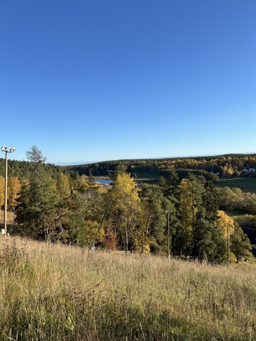 En höstig landskapsscen med gräsfält och skog fylld av färgglada träd under en klarblå himmel.