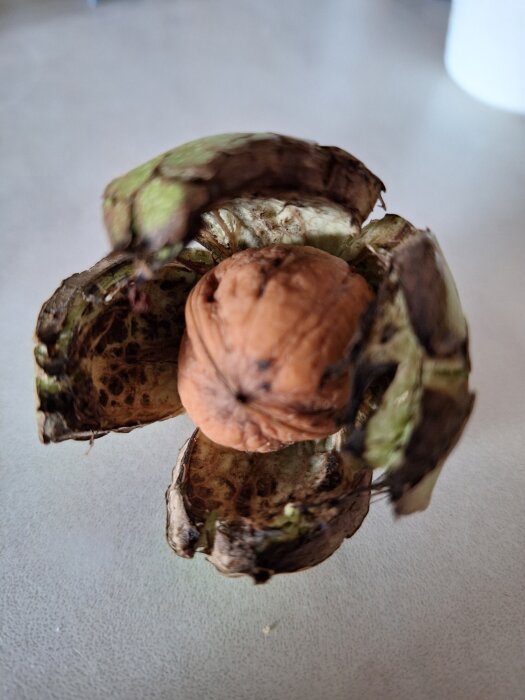 Sprucken valnöt med brun och grön yttre skal synlig på ett bord.