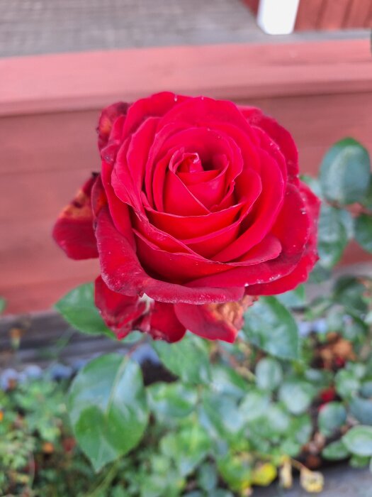 Röd ros i närbild, med bakgrund av gröna blad och trädgårdsmiljö.