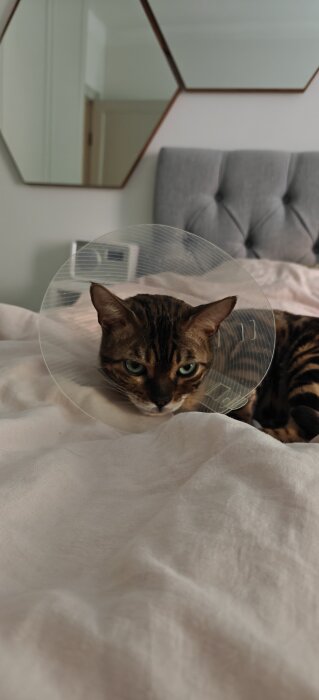 Katt med tratt på huvudet ligger på en säng, förberedd för veterinärbesök.