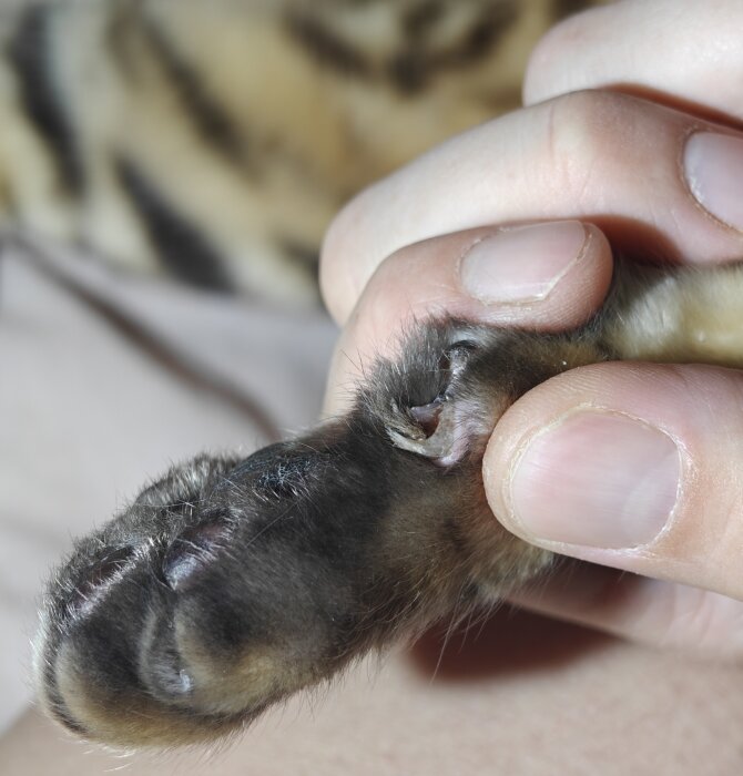 Närbild av en skadad tass hos ett djur som hålls av en hand.