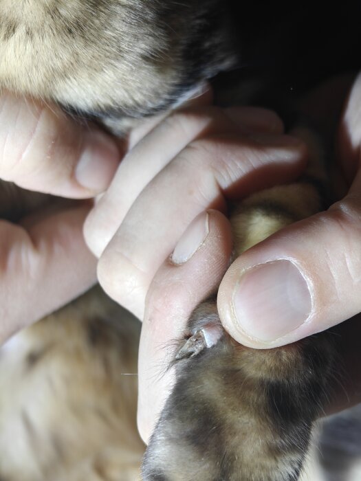 Hand håller djurtass för att visa bruten klo för veterinärbesök.