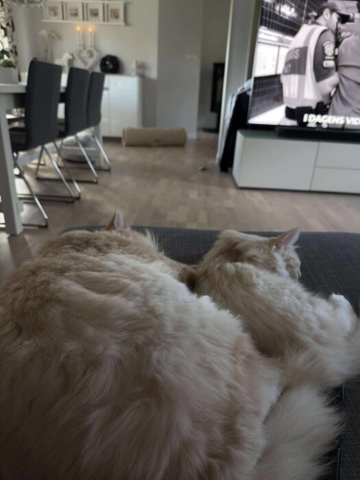 Två vita katter ligger tillsammans på en soffa i ett modernt inrett vardagsrum.