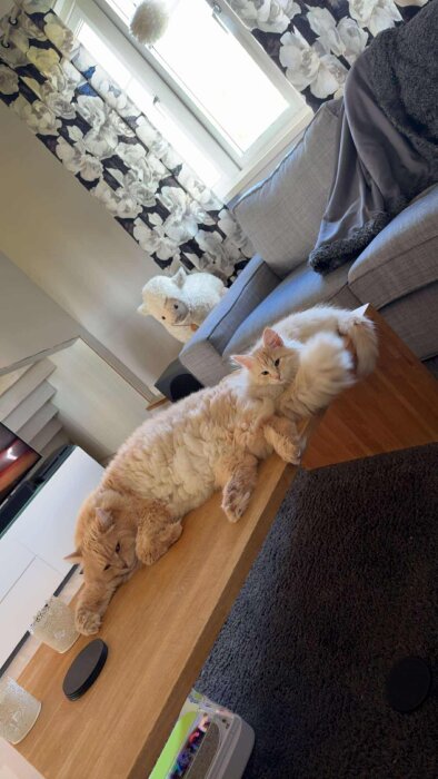 Två lurviga katter myser tillsammans på ett träbord i ett vardagsrum, med en soffa och fönster i bakgrunden.