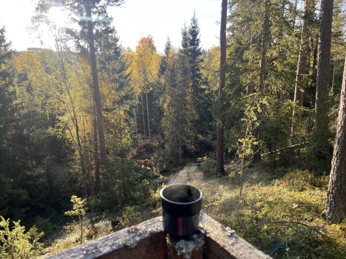 En kaffemugg med ånga i en solbelyst skog med höstfärgade träd och tät vegetation, solens strålar lyser genom grenarna.