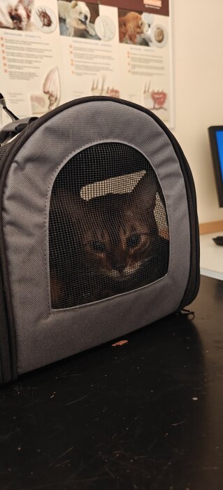 En katt i en transportväska sitter på ett bord, delvis dold bakom nät, i ett rum med affischer i bakgrunden.
