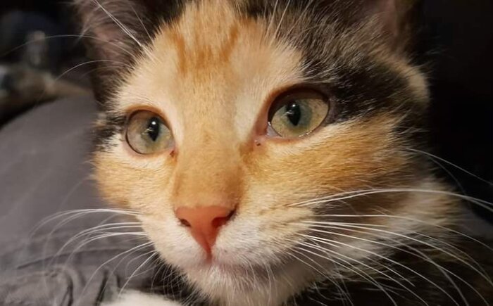 En närbild av en katt med brun, svart och vit päls. Kattens gröna ögon är fokuserade framåt.