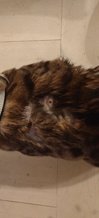 Brunt djur med flera små sår och ett halsband, bilden visar päls med tydliga bitmärken.