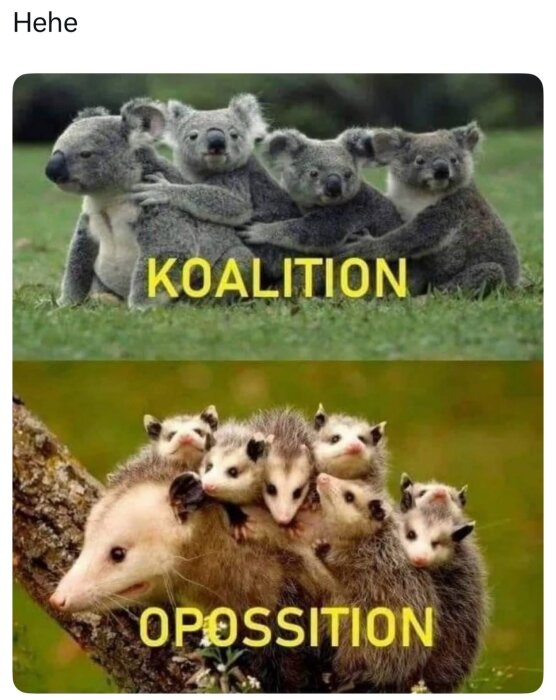 Koalor kramas med texten "KOALITION", och pungråttor samlas med texten "OPOSITION" nedanför. En humoristisk jämförelse.