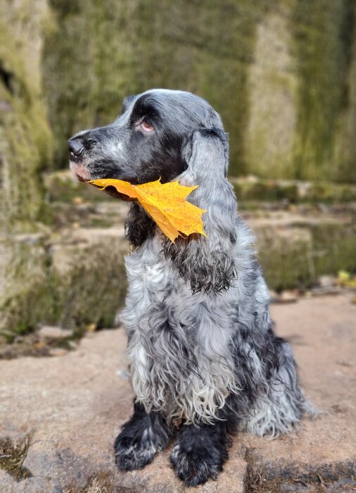 Hund sitter med ett orange löv i munnen på en stenig höstpromenad vid Kinnekulle.