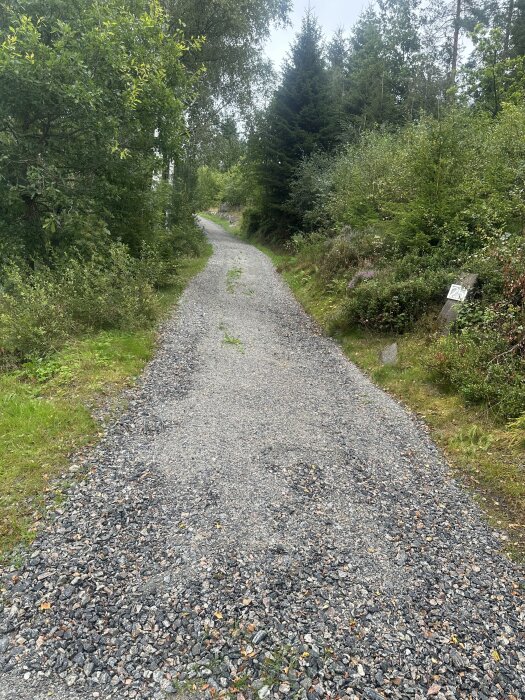 En grusväg omgiven av grönska och träd under en mulen dag.