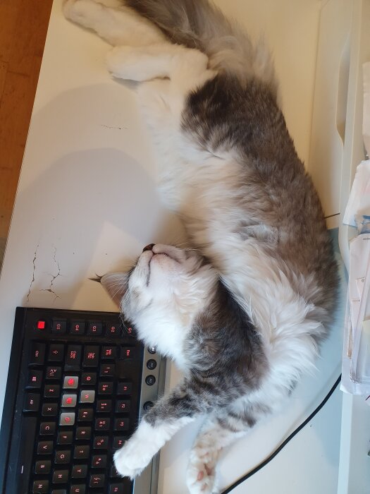 En kattunge ligger avslappnat med magen uppåt bredvid ett tangentbord på ett skrivbord.