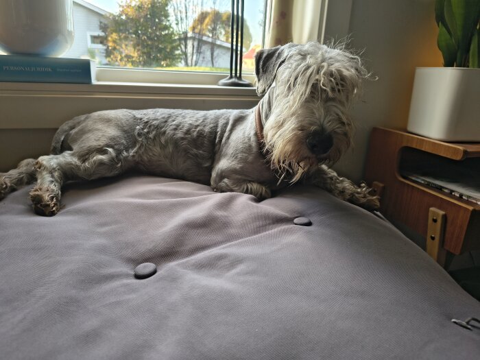 Hund vilar på soffa framför fönster, ser avslappnad ut i sitt nya hem.