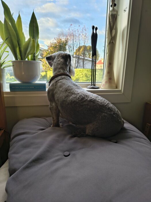 Hund sitter på fönsterbräda och tittar ut, omgiven av krukväxt och prydnadsföremål.