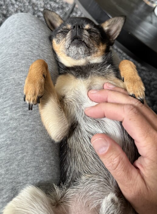 En hund vilar avslappnat i en persons knä med en hand som klappar den.