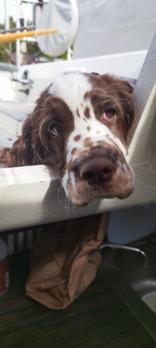 En brun och vit Engelsk Springer Spaniel med sorgsna ögon tittar fram över en yta, omgiven av inomhusmiljö.