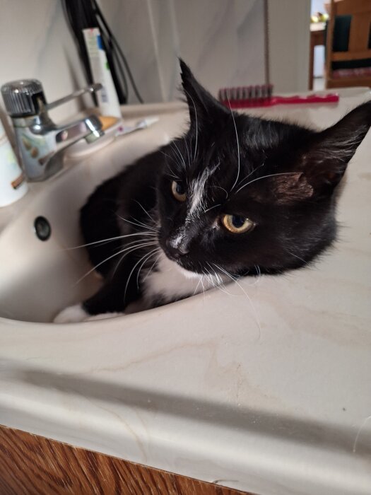 Svart och vit katt ligger i ett handfat i badrummet.