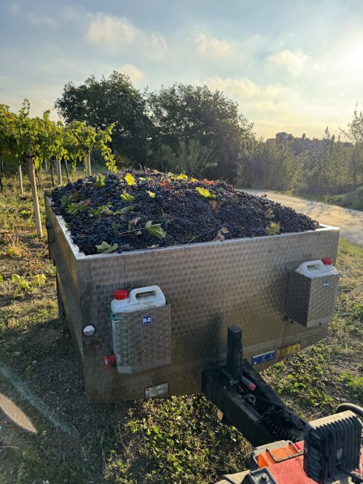 En stor behållare full med skördade vindruvor står vid en vingård i solnedgången.