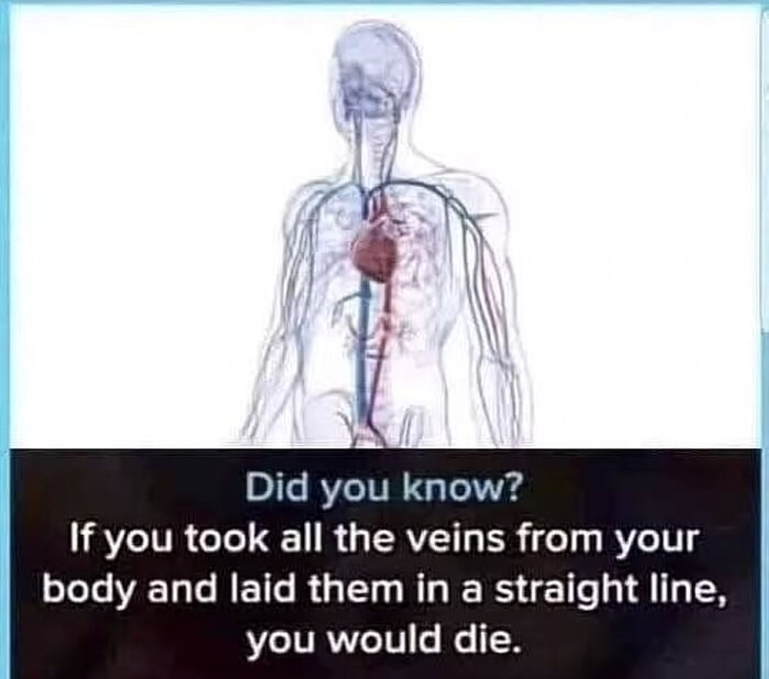 Illustration av människans cirkulationssystem med hjärta och blodkärl, text om konsekvenser av att ta ut vener från kroppen och lägga dem i en rak linje.