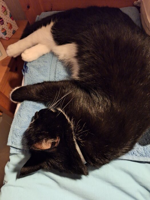 Svartvit katt sover på en blå handduk på en säng, jämte en kudde. Kattens namn nämns vara Hampus i inläggstexten.