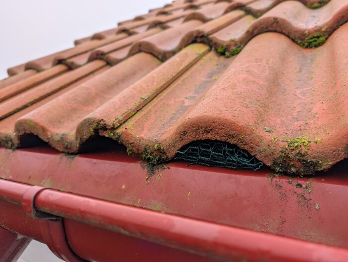 Takpannor med fågelband som misslyckas skydda mot fåglar; hönsnät synligt för potentiell ventilation och skyddslösning.