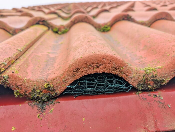 Närbild av ett tegeltak där hönsnät är placerat under takpannorna för att förhindra att fåglar bygger bon där.
