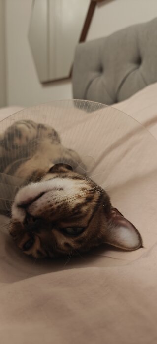 Katt med en kon runt huvudet ligger på rygg på en säng, vilar på rosa lakan.