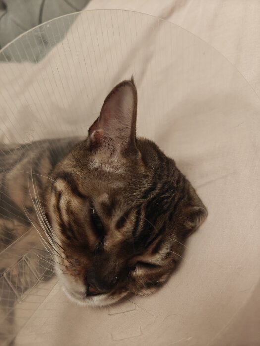 Katt med krage ligger ner på en beige filt.