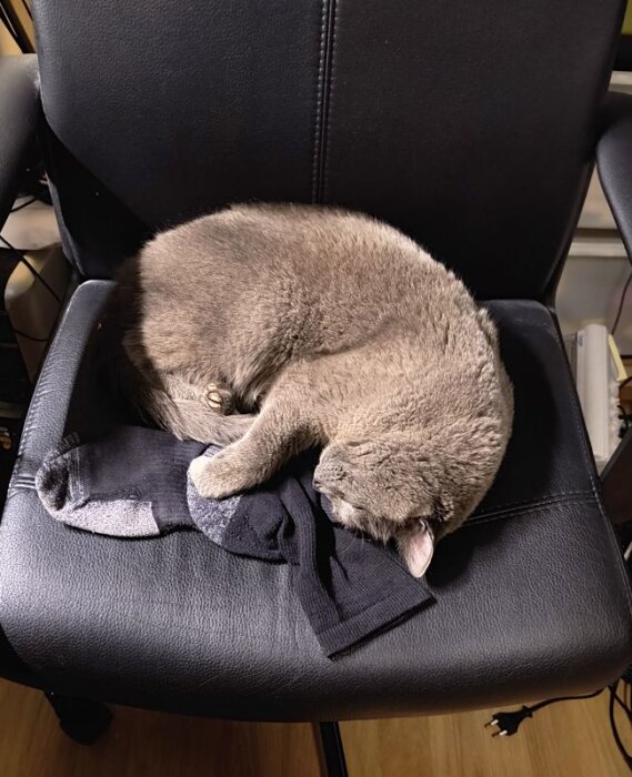 En katt ligger hopkurad på en svart kontorsstol ovanpå ett par strumpor.