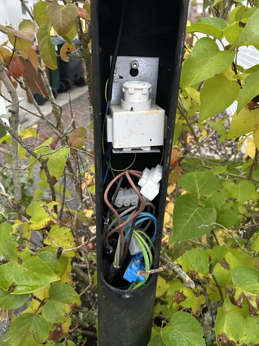 Gatulampans kopplingslucka med synliga kablar och kopplingsplintar, omgiven av grönskande blad.