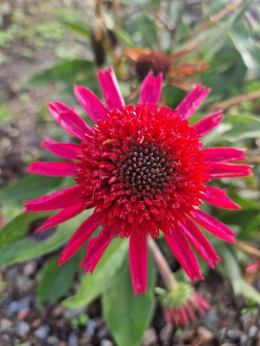 Röd blomma med smala kronblad, fotograferad i närbild i en frodig trädgårdsmiljö, rosa tema för bröstcanceruppmärksamhet i oktober.