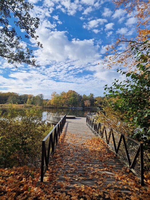 Träbrygga med höstlöv leder ut mot en sjö omgiven av träd i höstfärger under en himmel med vita moln.