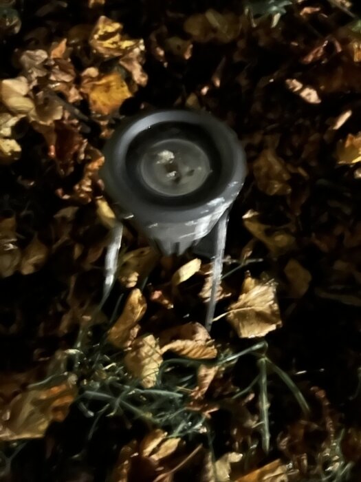 Trädbelysning i en trädgård omgiven av höstlöv, fokus på armaturen som diskuteras för byte av glödlampa.