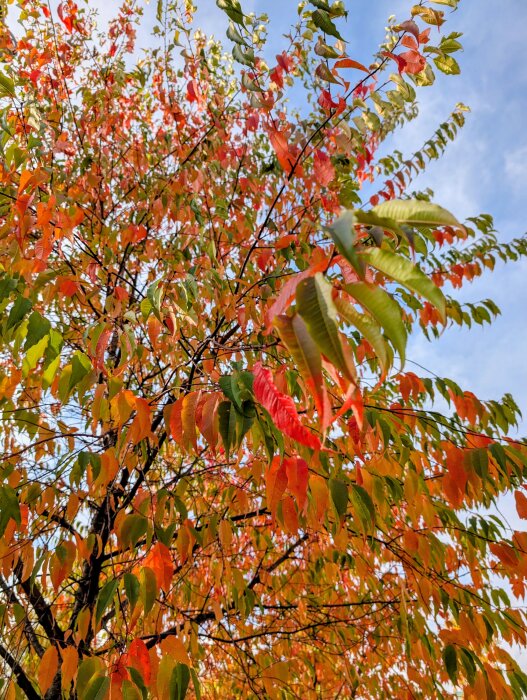 Träd med färgglada blad i höstfärger, huvudsakligen röd-orange och gröna, mot en klarblå himmel.