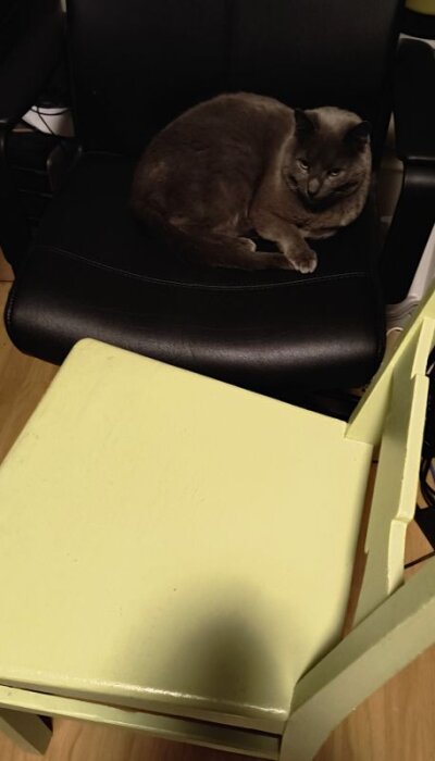 Grå katt vilar på en svart skrivbordsstol bredvid en grön trästol i ett hemmakontor.