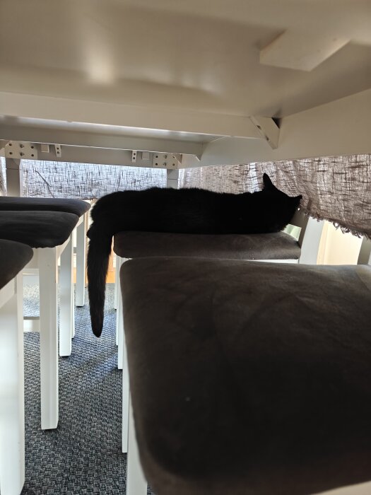 Svart katt vilar under ett bord med dämpad belysning och texturerade tyger i bakgrunden.