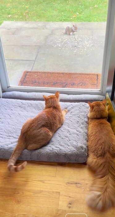 Två katter ligger på en kudde inomhus och tittar ut genom ett glasfönster på en ekorre på uteplatsen.