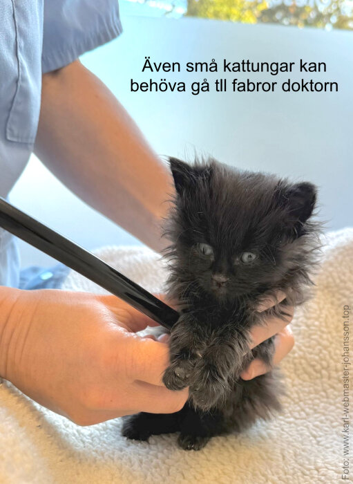 Svart fluffig kattunge får vård av en veterinär iklädd blå skjorta.