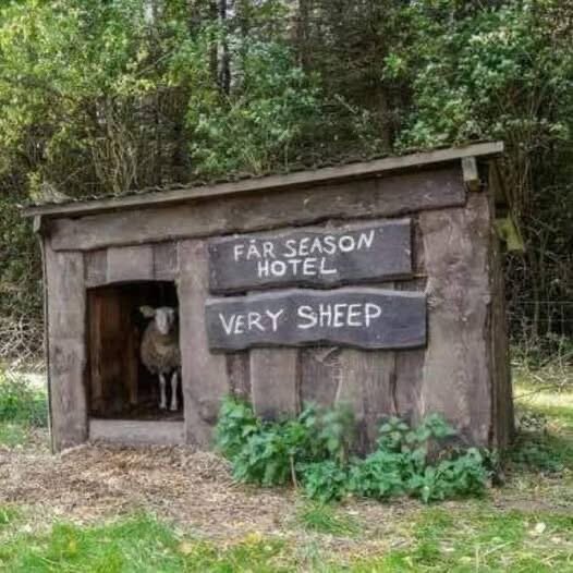 Litet träskjul i skogsmiljö med en skylt som säger "Får Season Hotel Very Sheep", ett får står inuti.