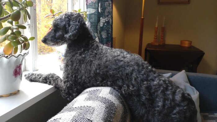 Grå pudel sitter på soffrygg, tittar ut genom fönstret.