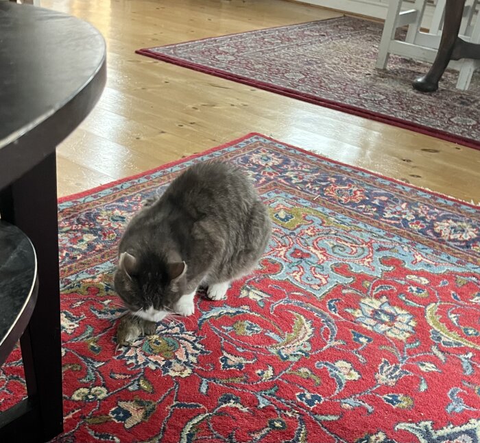 Katt på orientaliskt matta med en liten fågel.