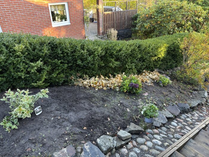 Planterad hortensia och växter i en upphöjd plantering framför en tegelbyggnad och grön häck. Sluttande jord med stenar i förgrunden.