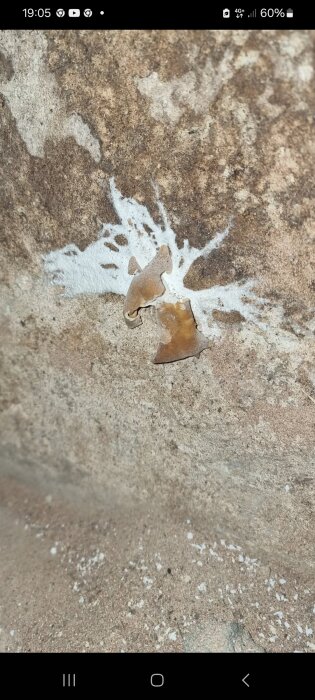 Vita trådar och brun svampformad tillväxt på en fuktig källarvägg av grundstenar och murbruk.