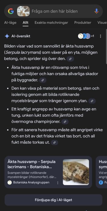 Bild av äkta hussvamp (Serpula lacrymans) som växer på en yta, möjligen betong, och sprider sig över den.