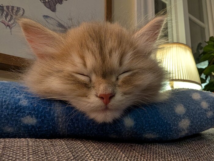 Sovande kattunge på blå filt med prickar, ser utmattad ut efter att ha haft kattunge-spekulanter på besök.