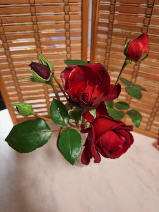 En vas med röda rosor, inklusive sorterna Super Star och Ingrid B, står på ett bord framför en bambu-rullgardin.