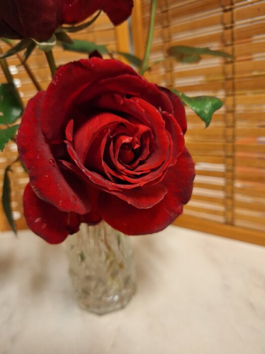 Röd ros av sorten Super Star i en glaskruka framför en bambujalusi.