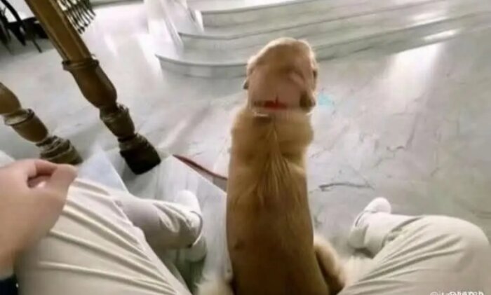 En person sitter med ett gyllene retriever som tittar uppför en trappa, inomhusmiljö med marmorgolv.